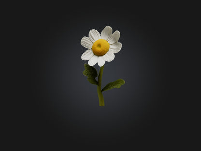 3D model Chamomile Model VR / AR / low-poly