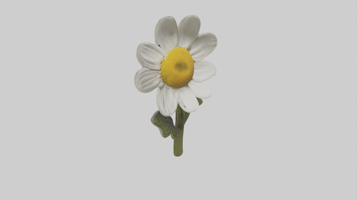 3D model Chamomile Model VR / AR / low-poly