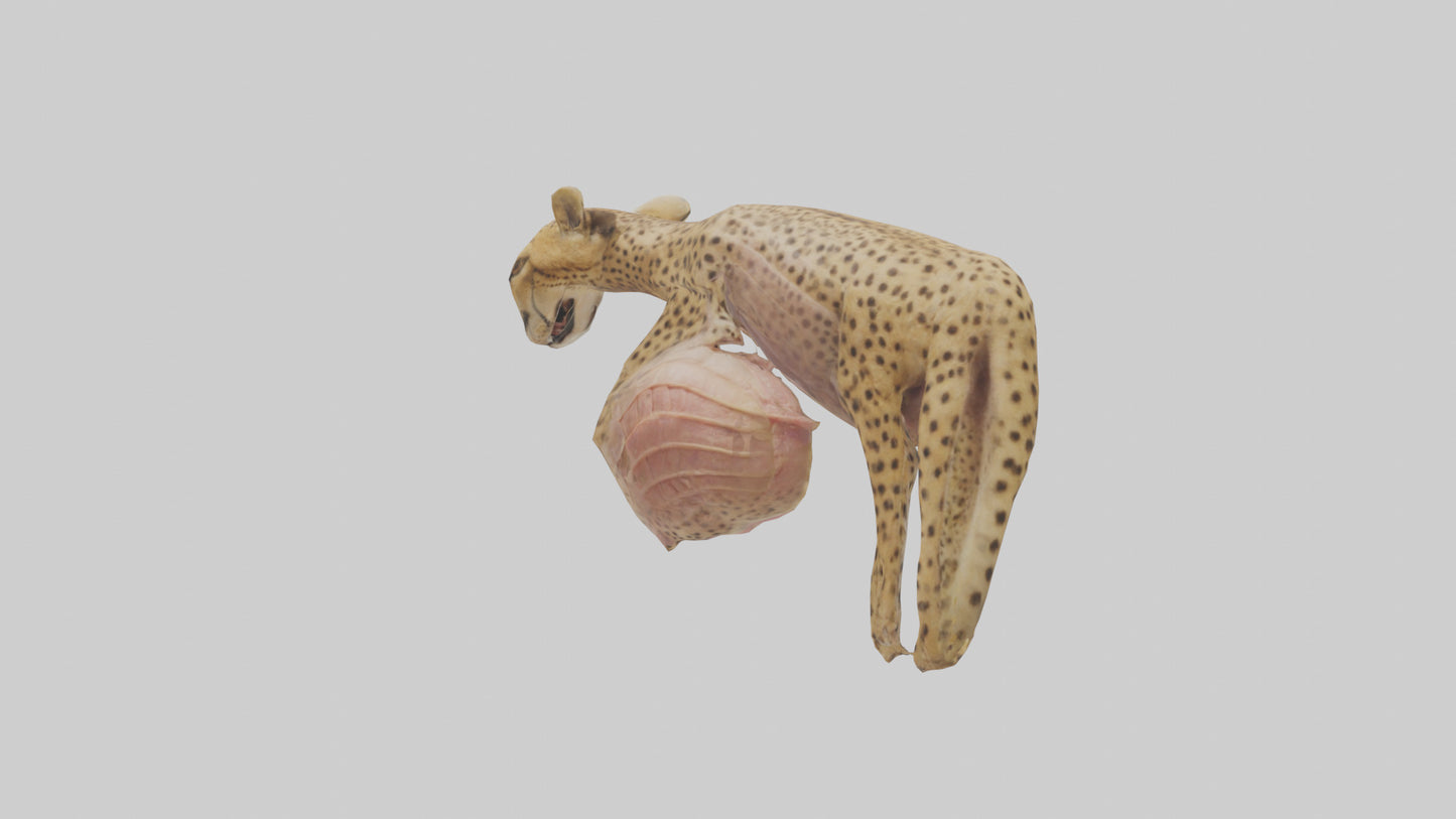 Cheese Platter model VR / AR / low-poly