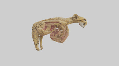 Cheese Platter model VR / AR / low-poly