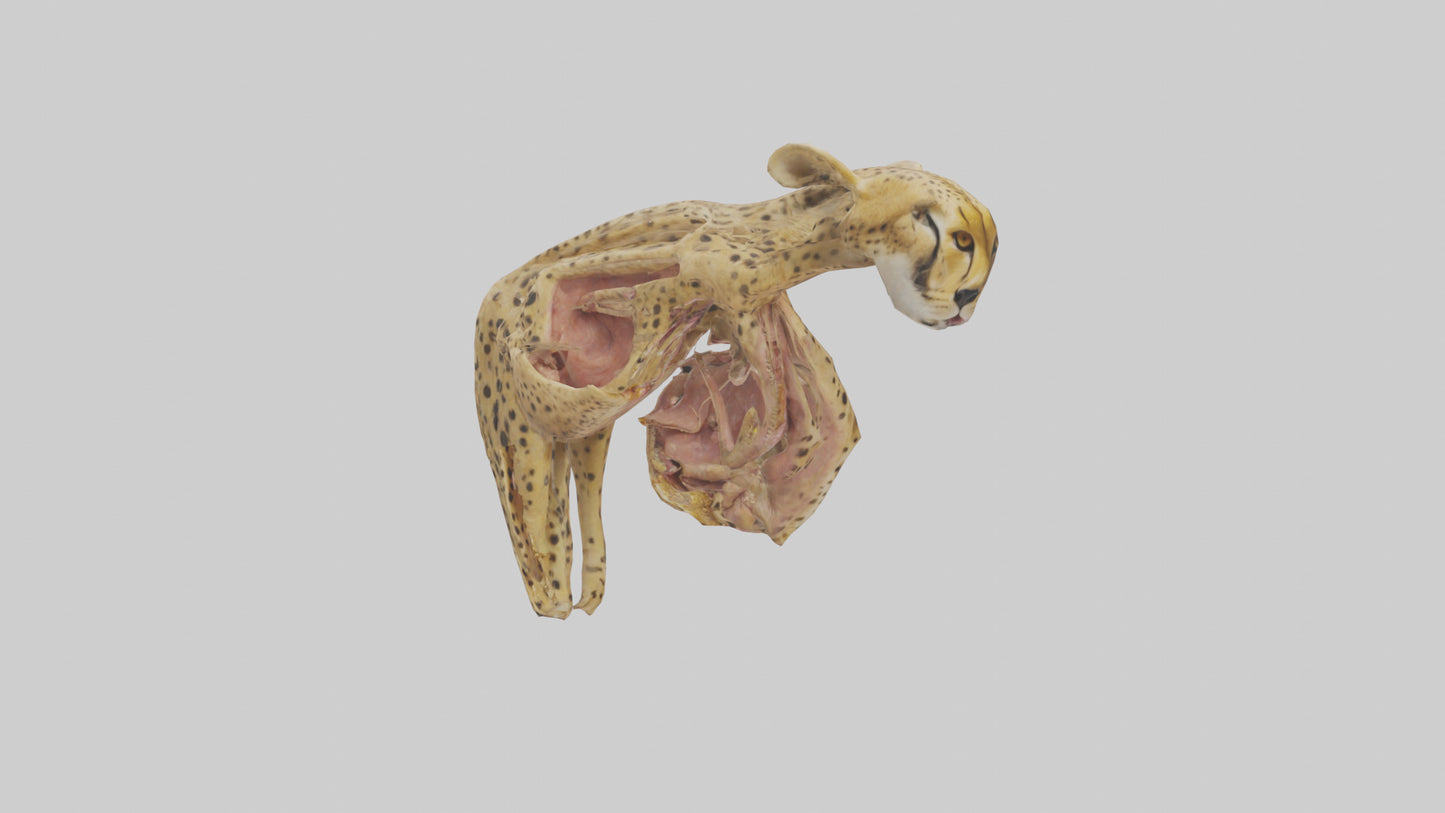 Cheese Platter model VR / AR / low-poly