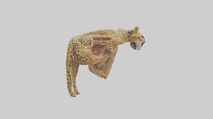 Cheese Platter model VR / AR / low-poly