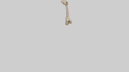 3D model Cheetah Femur VR / AR / low-poly