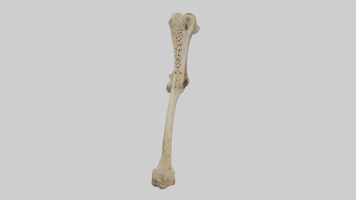 3D model Cheetah Femur VR / AR / low-poly