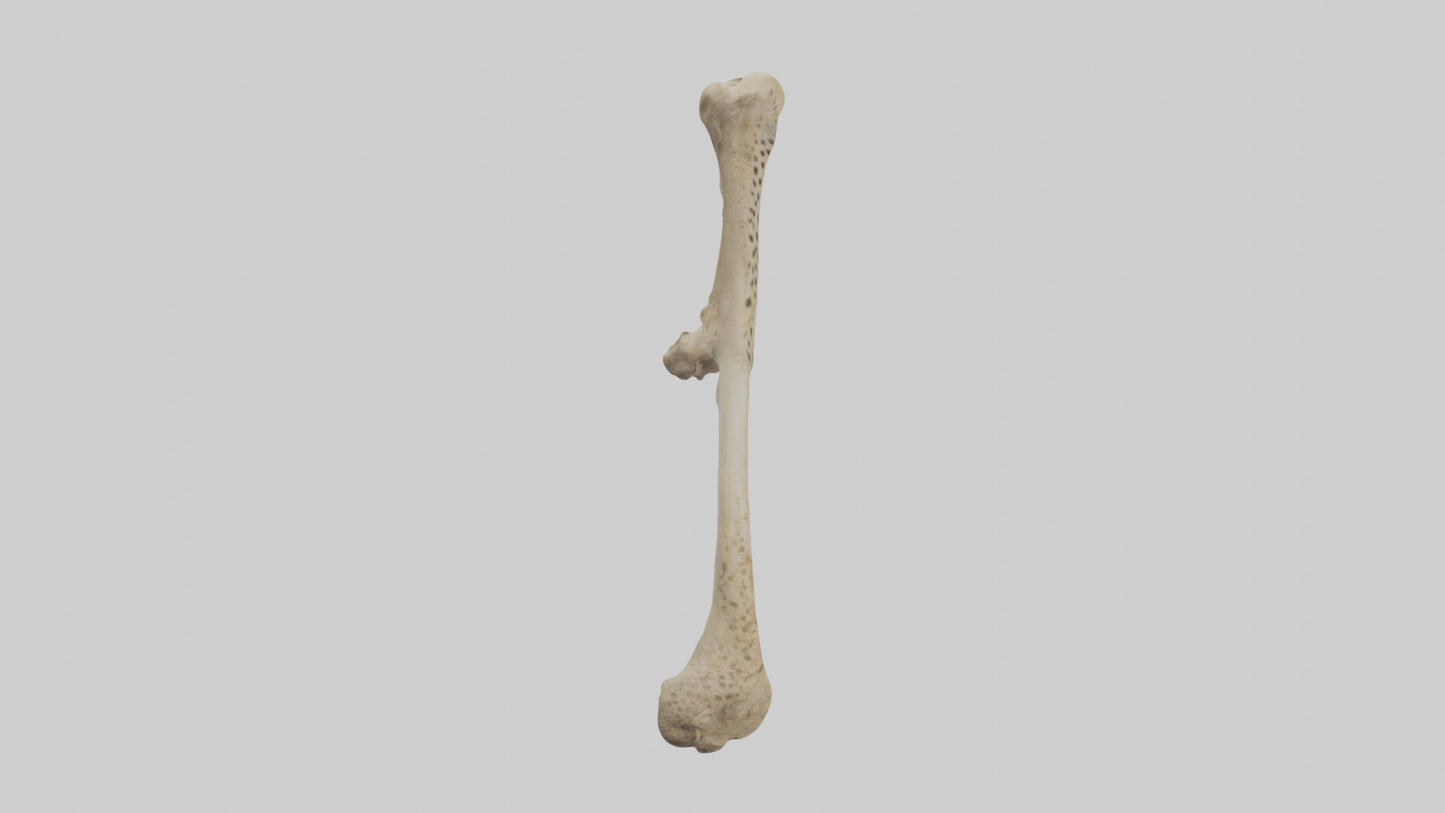 3D model Cheetah Femur VR / AR / low-poly