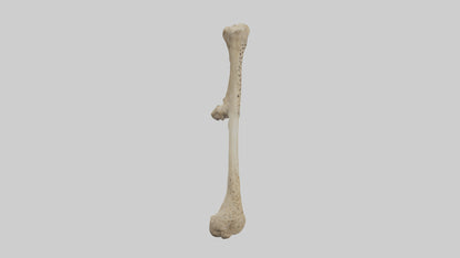 3D model Cheetah Femur VR / AR / low-poly