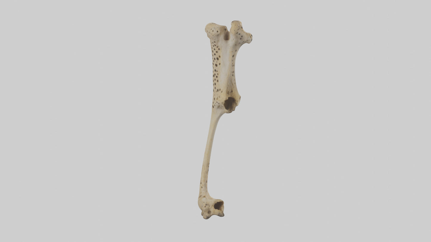 3D model Cheetah Femur VR / AR / low-poly