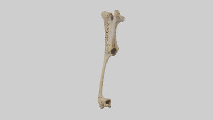 3D model Cheetah Femur VR / AR / low-poly