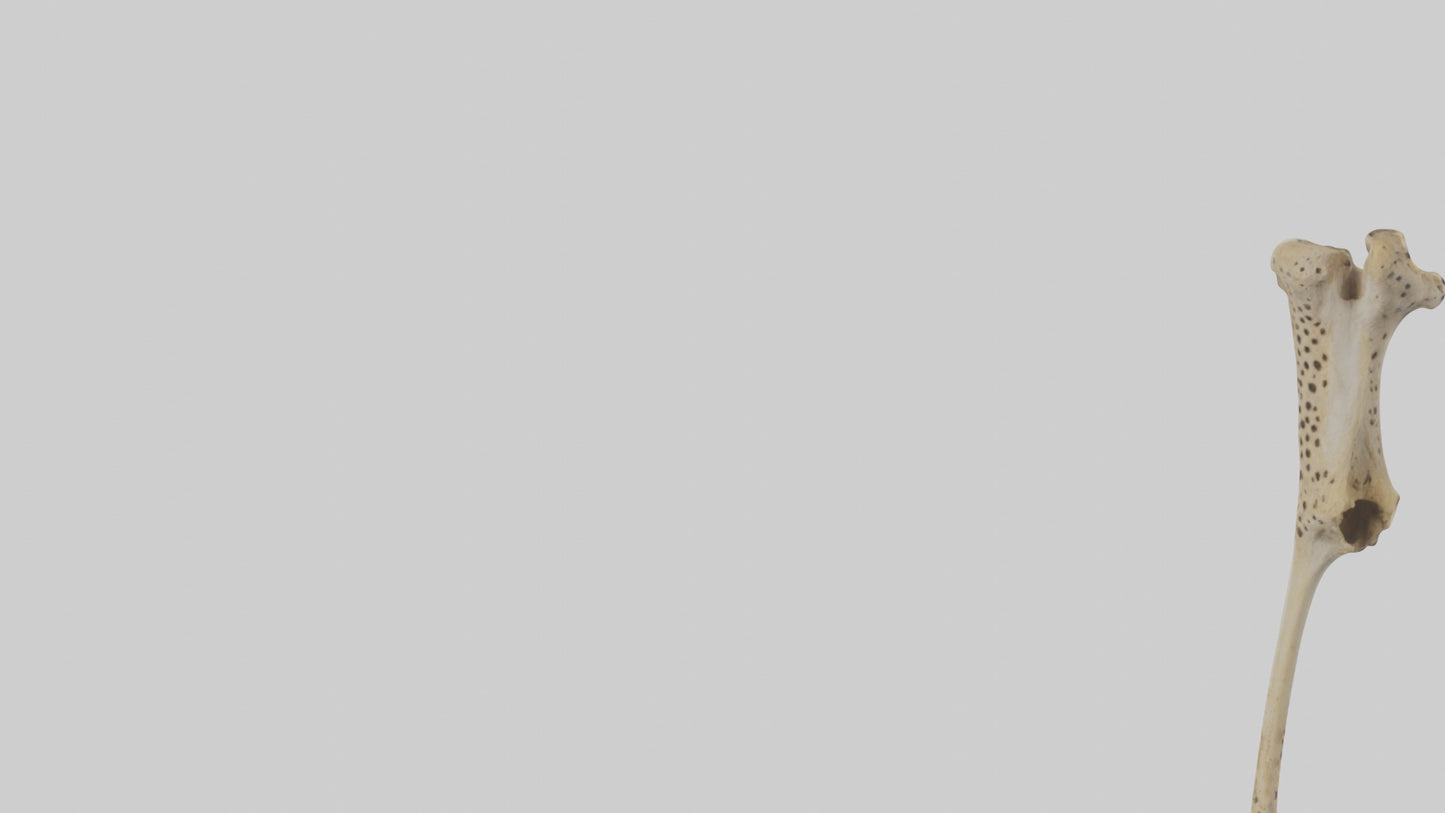 3D model Cheetah Femur VR / AR / low-poly