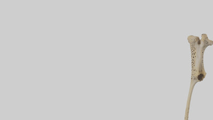 3D model Cheetah Femur VR / AR / low-poly