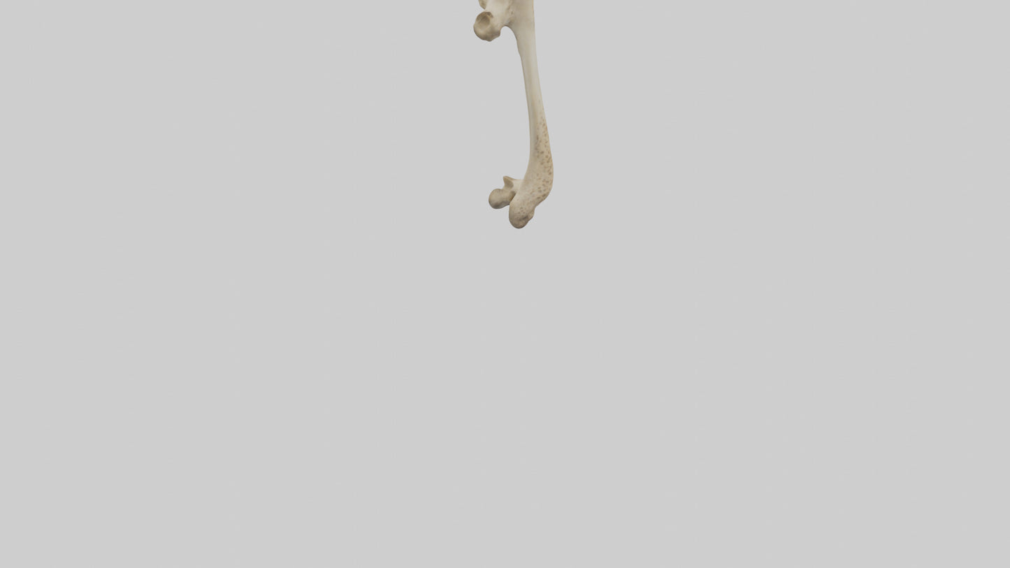 3D model Cheetah Femur VR / AR / low-poly