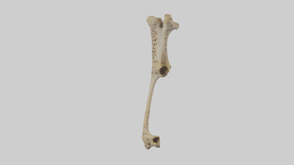 3D model Cheetah Femur VR / AR / low-poly