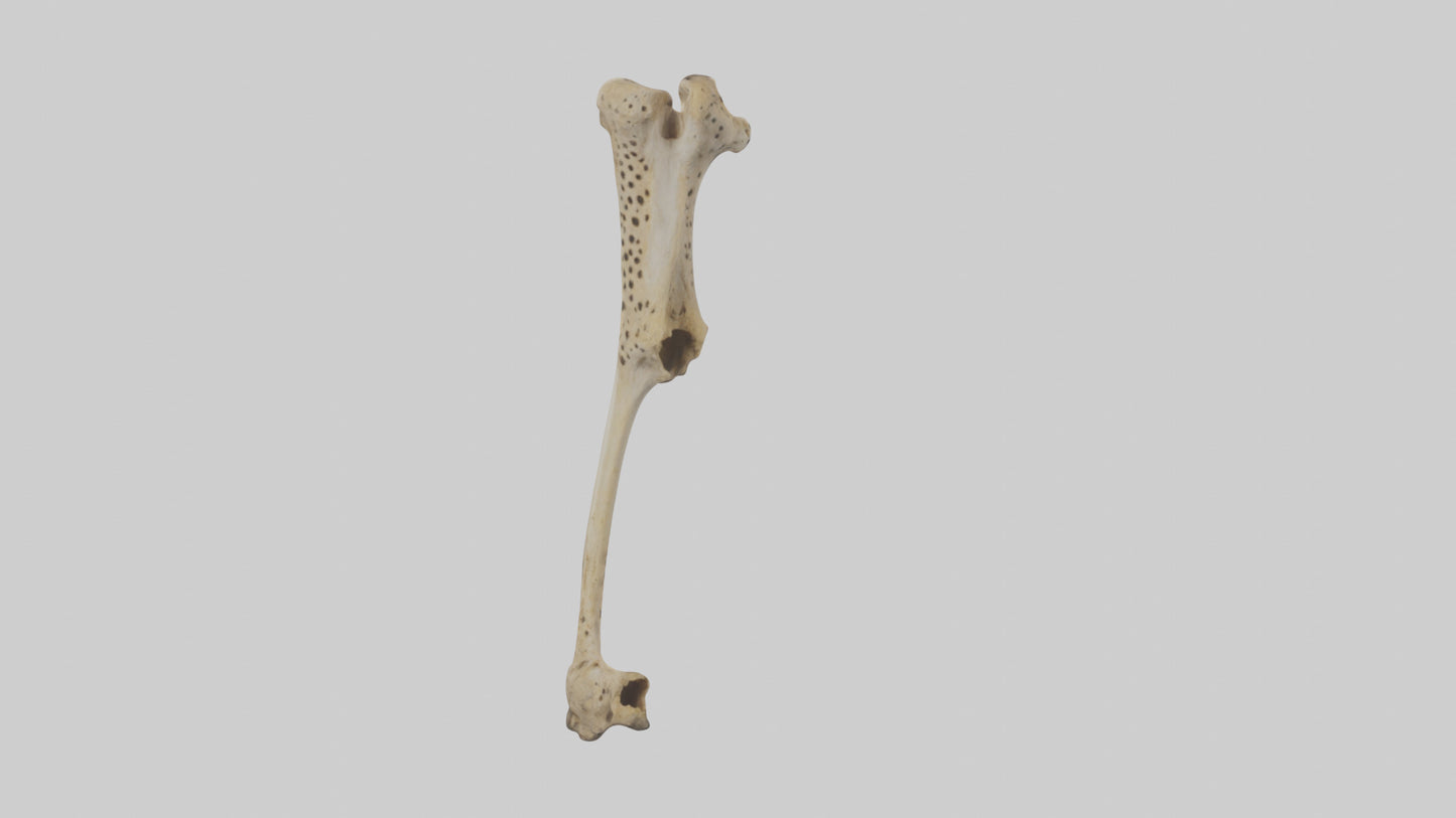 3D model Cheetah Femur VR / AR / low-poly