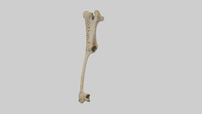 3D model Cheetah Femur VR / AR / low-poly