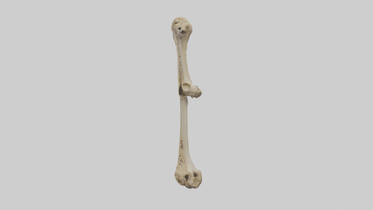 3D model Cheetah Femur VR / AR / low-poly