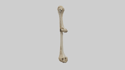 3D model Cheetah Femur VR / AR / low-poly
