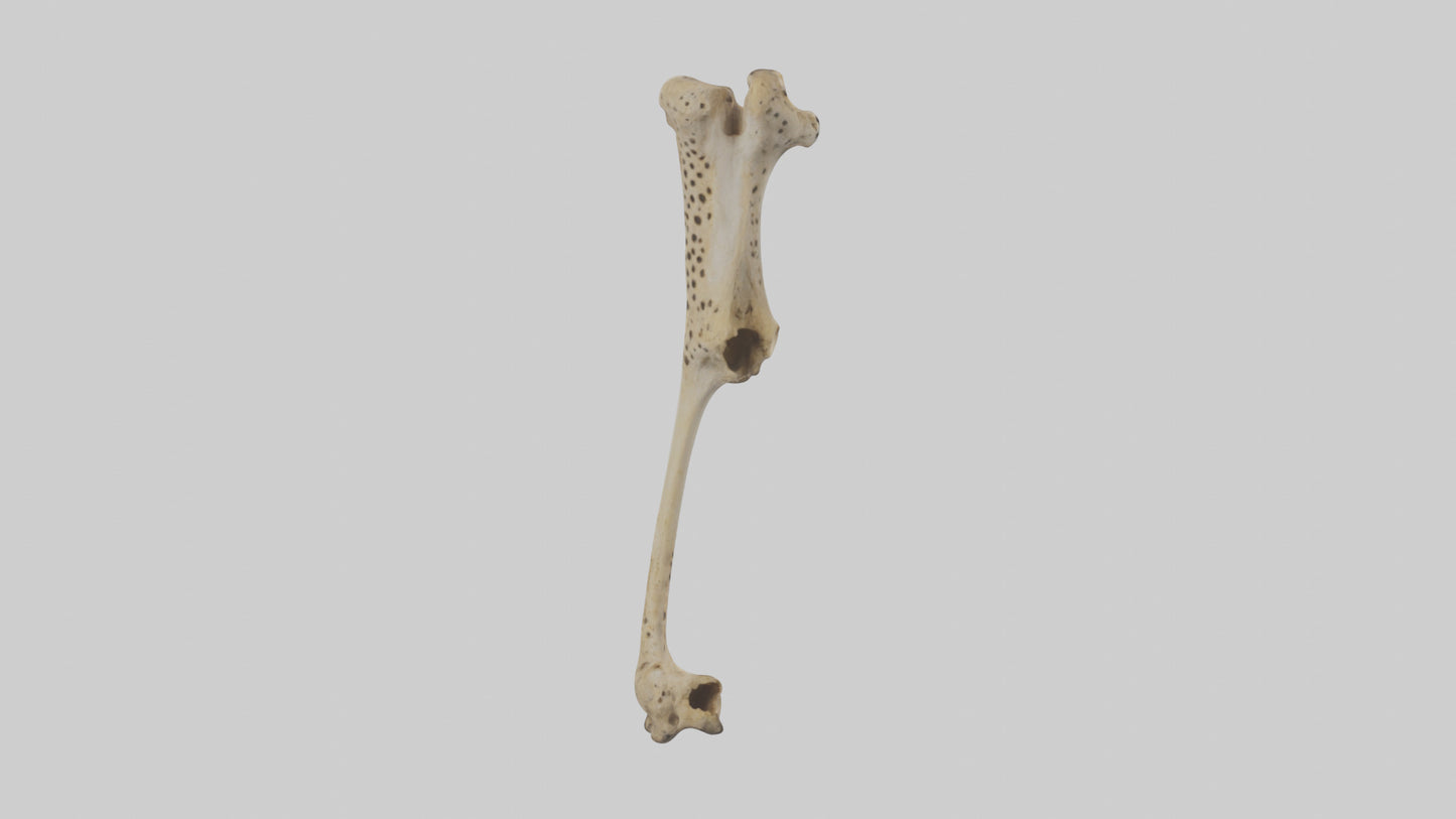 3D model Cheetah Femur VR / AR / low-poly