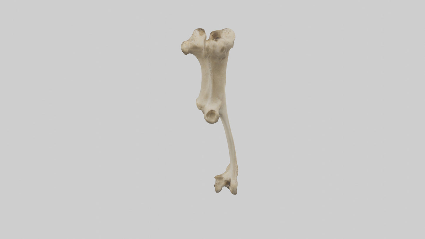 3D model Cheetah Femur VR / AR / low-poly