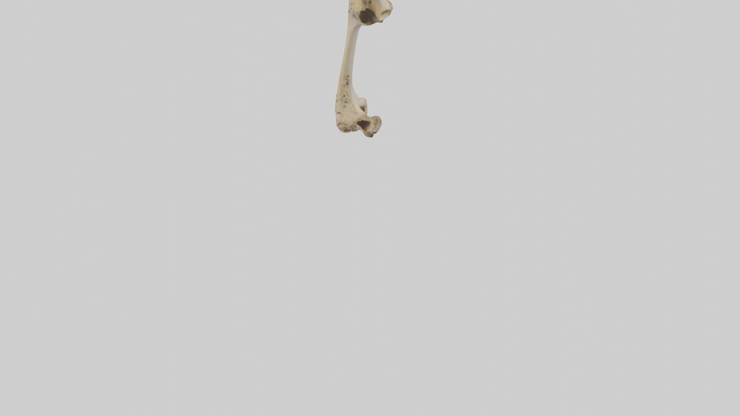 3D model Cheetah Femur VR / AR / low-poly