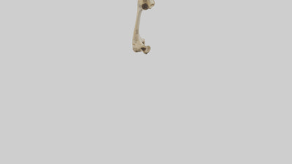 3D model Cheetah Femur VR / AR / low-poly