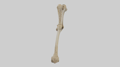 3D model Cheetah Femur VR / AR / low-poly