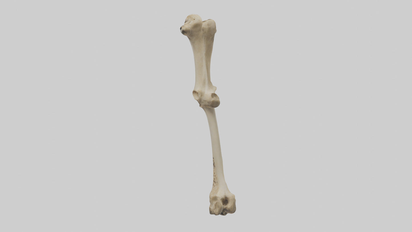 3D model Cheetah Femur VR / AR / low-poly