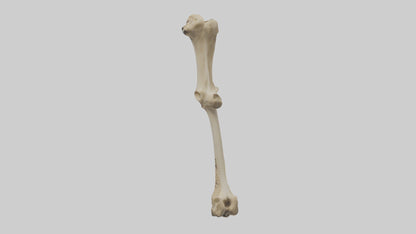 3D model Cheetah Femur VR / AR / low-poly