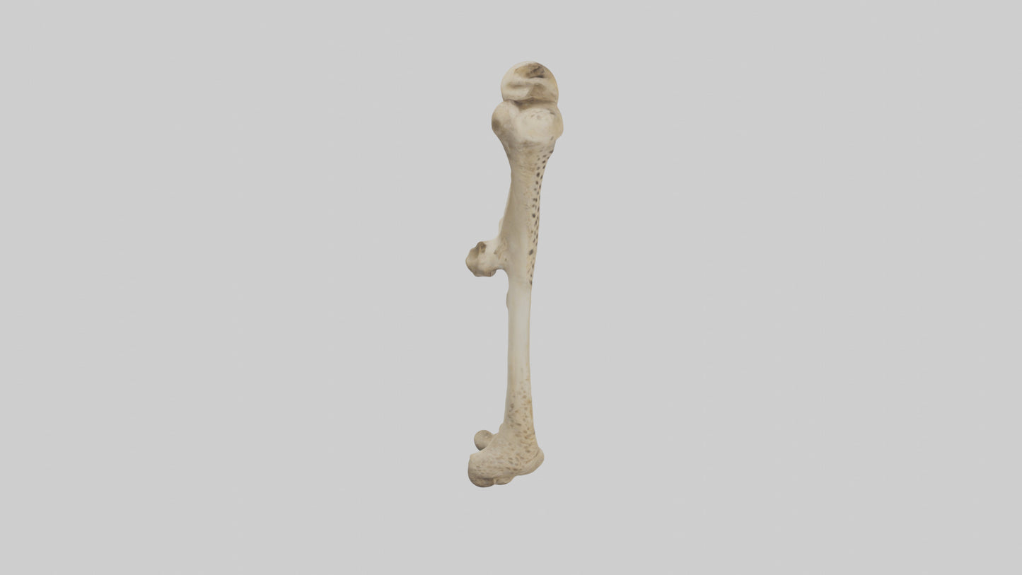 3D model Cheetah Femur VR / AR / low-poly