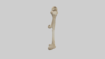 3D model Cheetah Femur VR / AR / low-poly