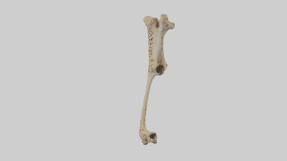 3D model Cheetah Femur VR / AR / low-poly