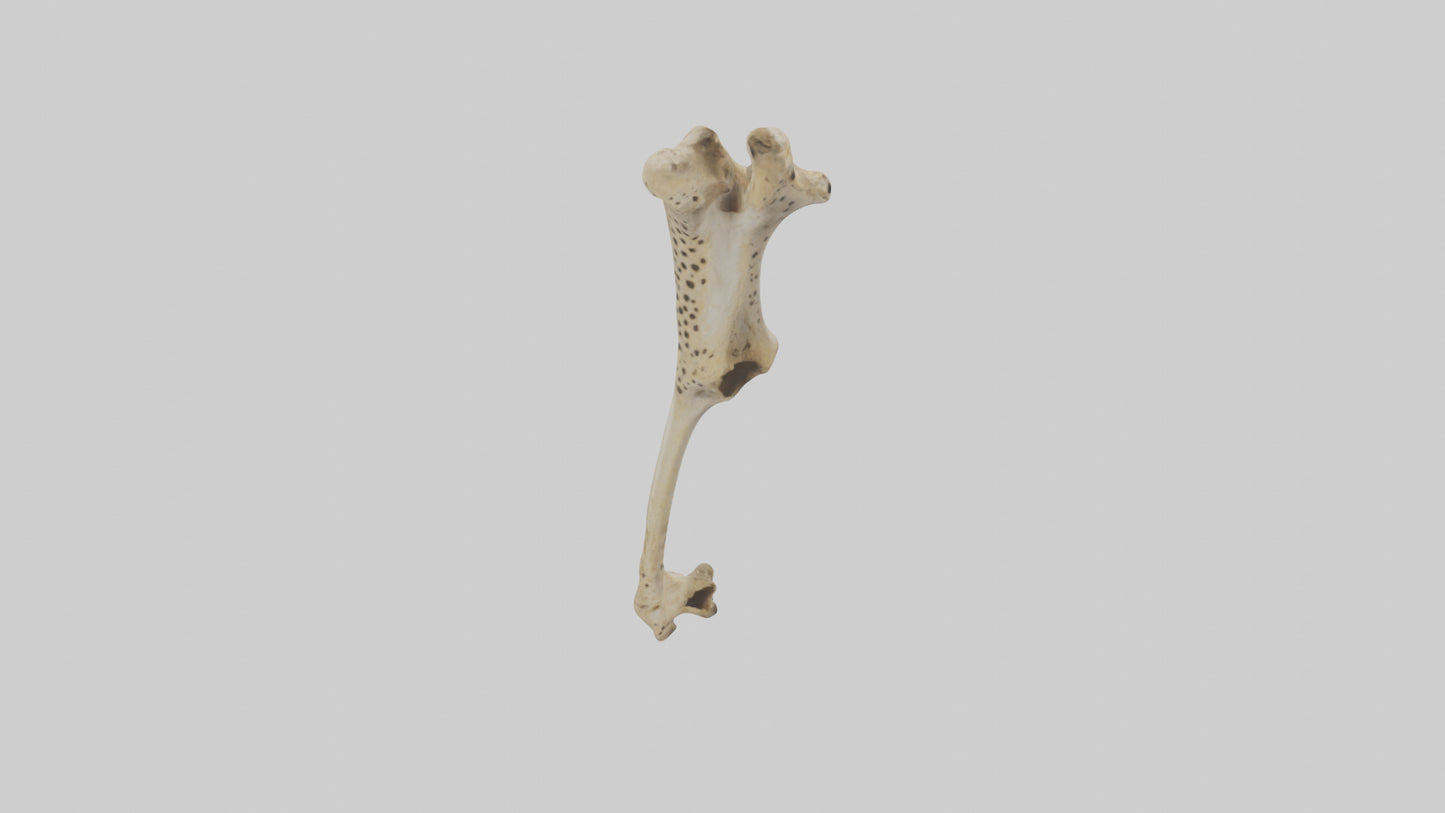 3D model Cheetah Femur VR / AR / low-poly