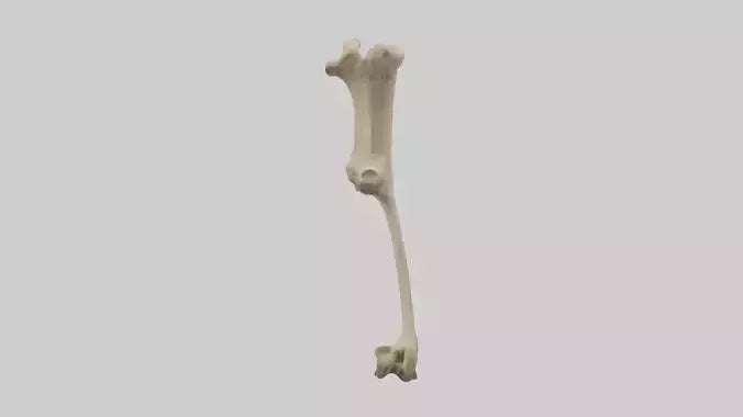 3D model Cheetah Femur VR / AR / low-poly