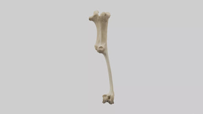 3D model Cheetah Femur VR / AR / low-poly