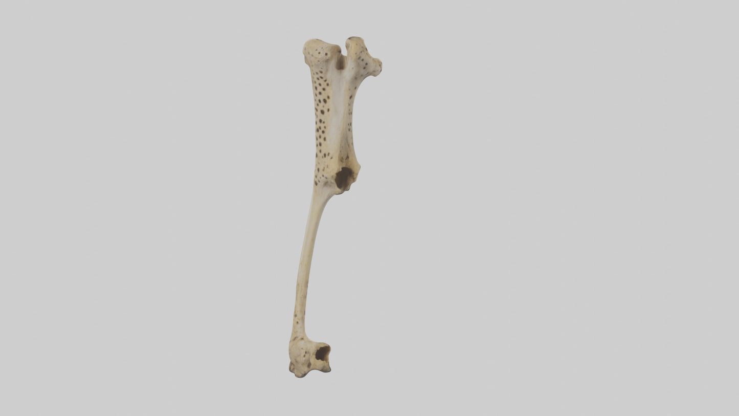 3D model Cheetah Femur VR / AR / low-poly