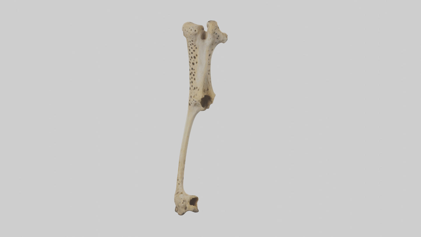 3D model Cheetah Femur VR / AR / low-poly
