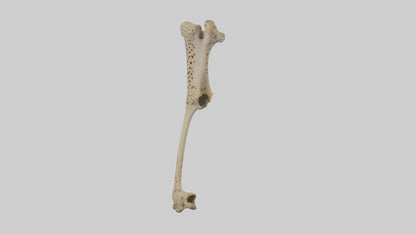 3D model Cheetah Femur VR / AR / low-poly