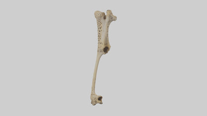 3D model Cheetah Femur VR / AR / low-poly
