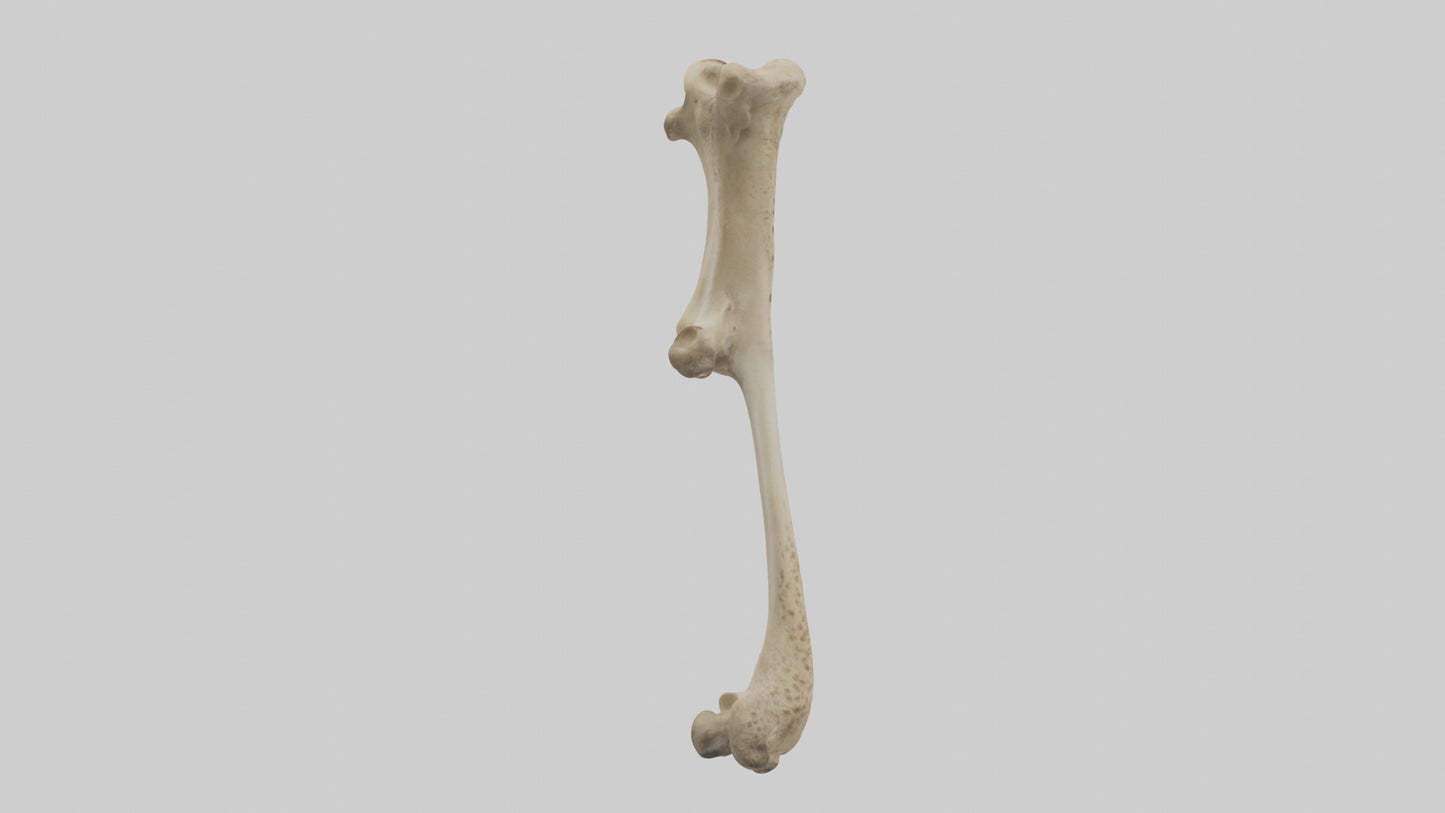 3D model Cheetah Femur VR / AR / low-poly
