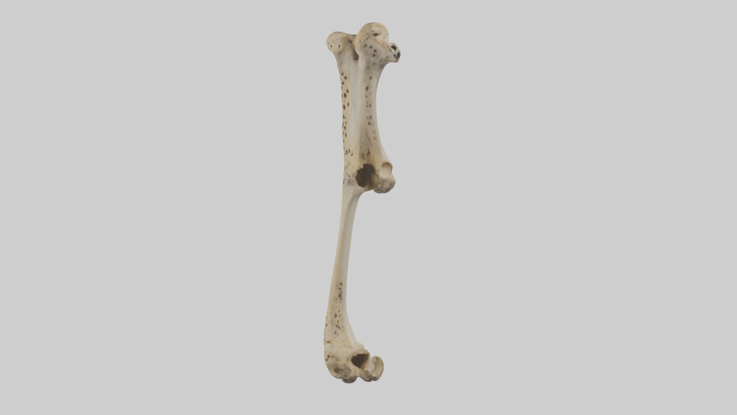 3D model Cheetah Femur VR / AR / low-poly