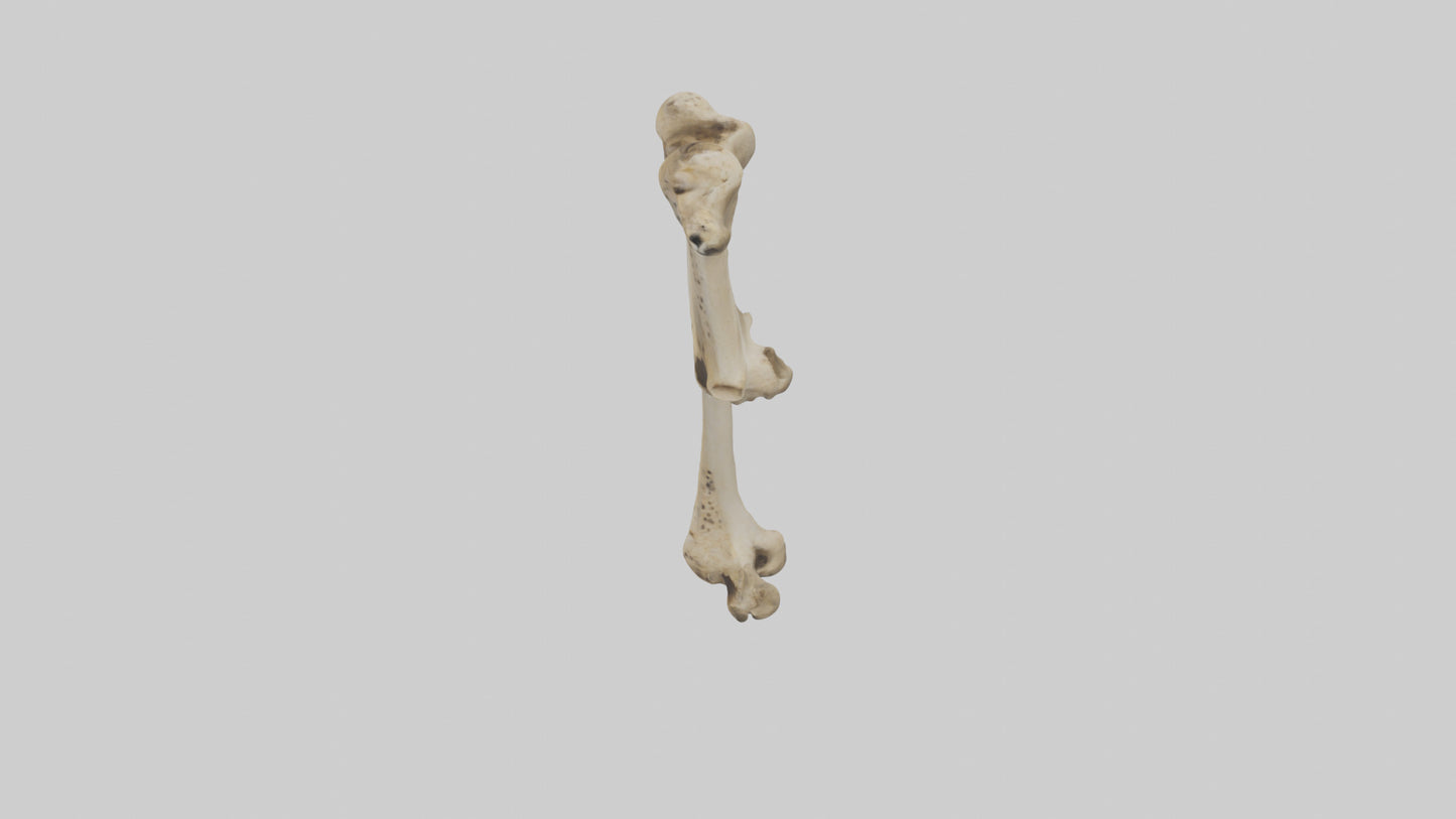 3D model Cheetah Femur VR / AR / low-poly