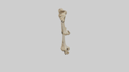 3D model Cheetah Femur VR / AR / low-poly