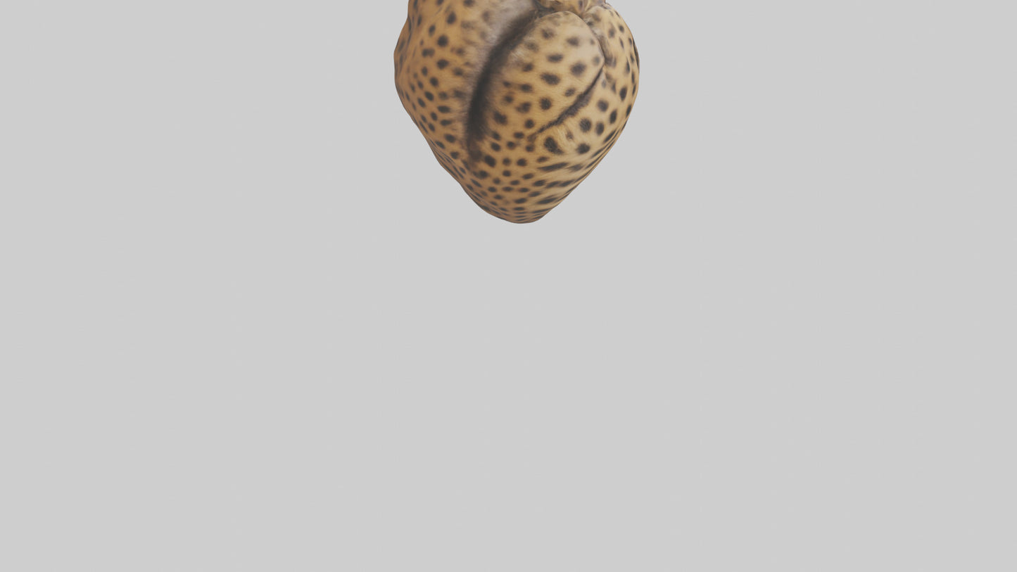 Cheetah Heart 3D model