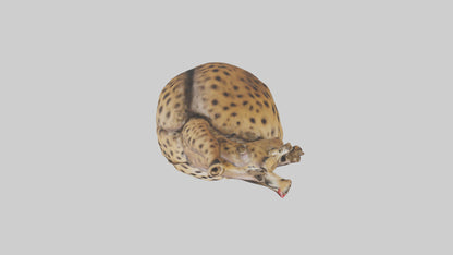 Cheetah Heart 3D model
