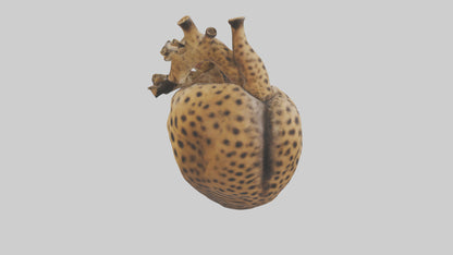Cheetah Heart 3D model