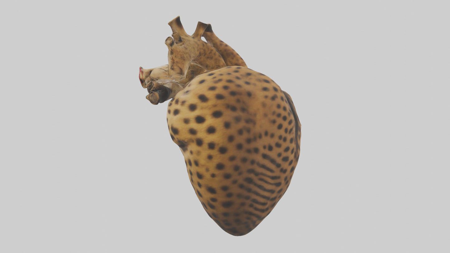 Cheetah Heart 3D model