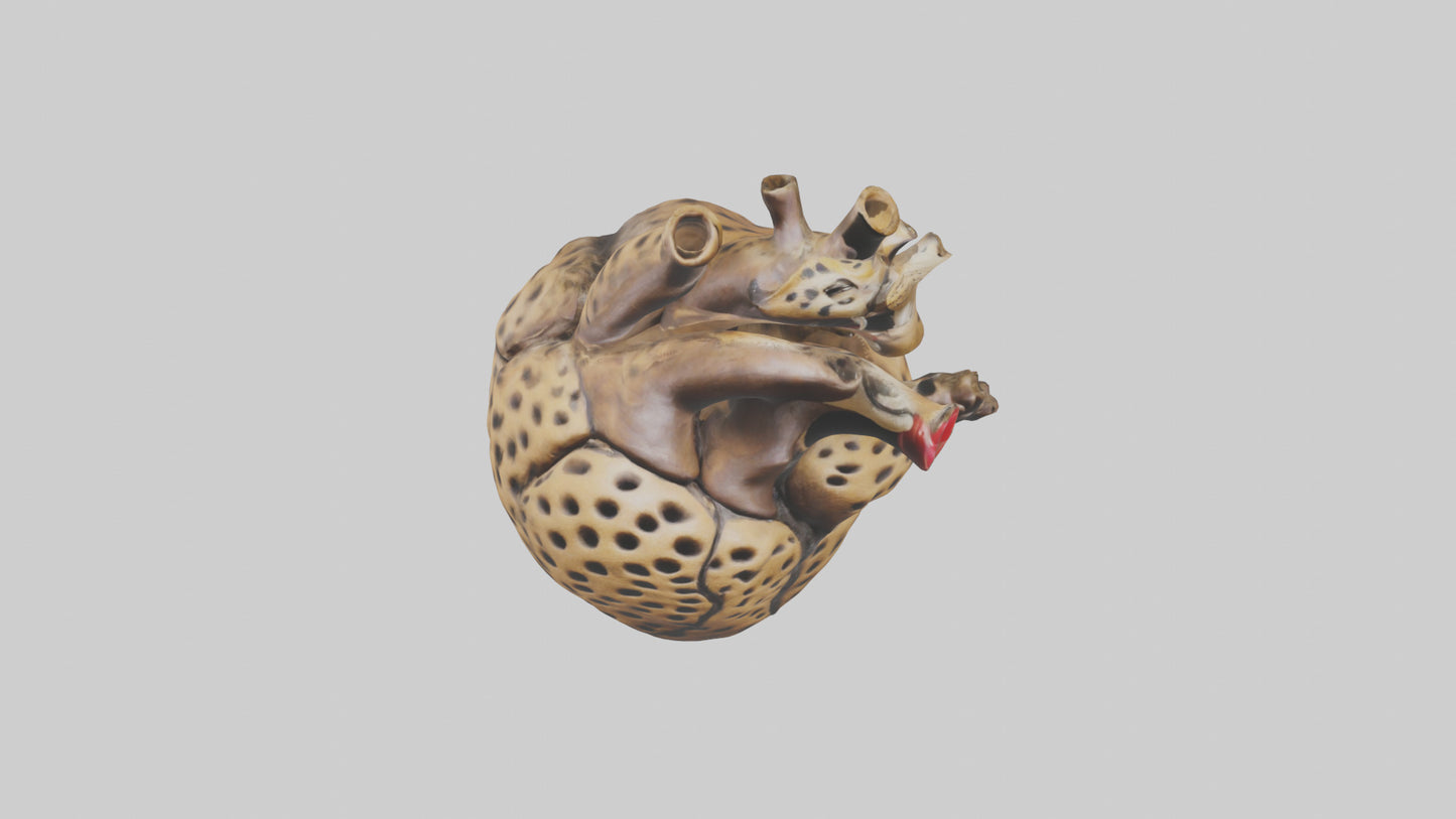Cheetah Heart 3D model