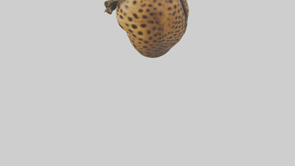 Cheetah Heart 3D model
