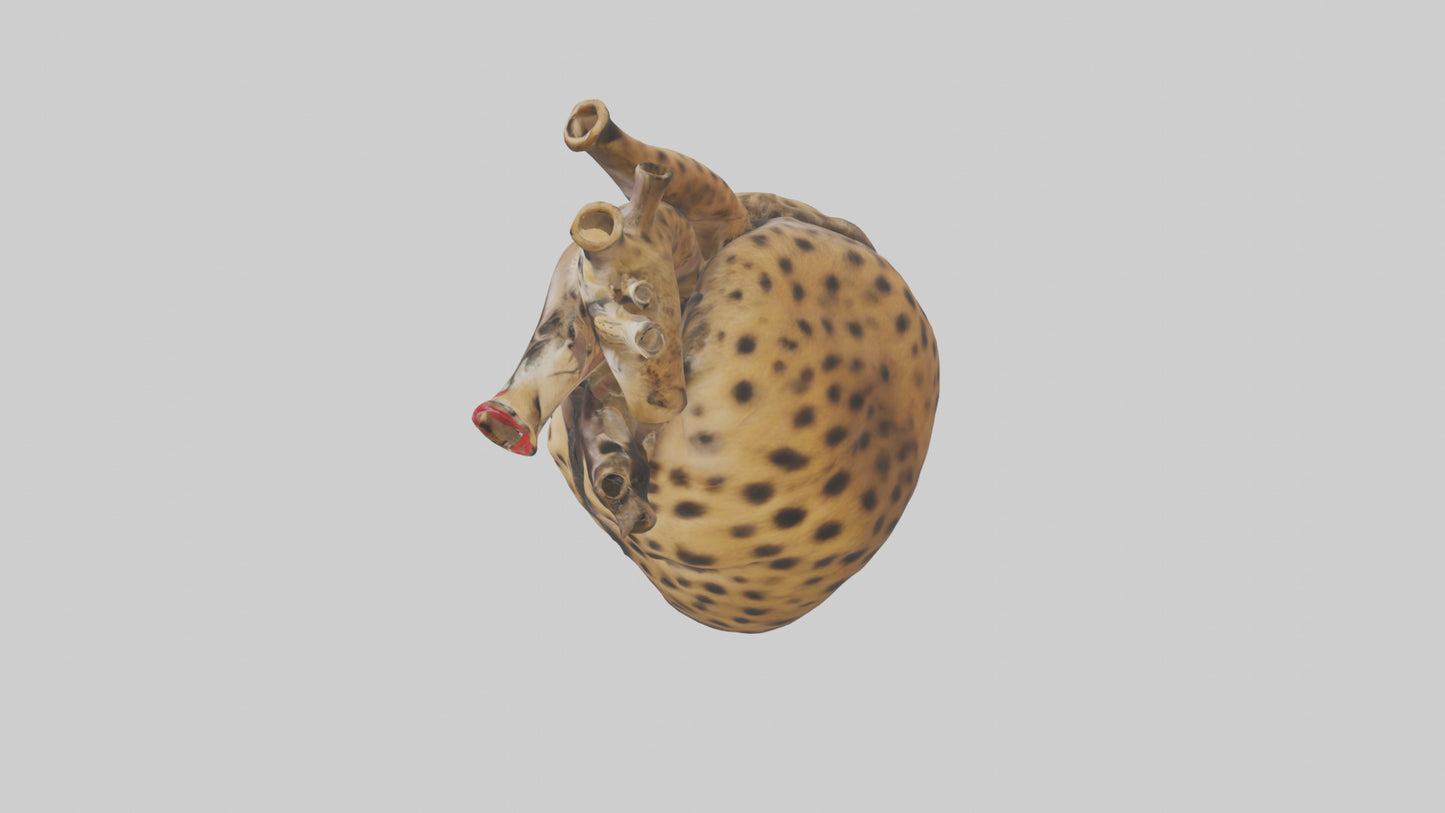 Cheetah Heart 3D model