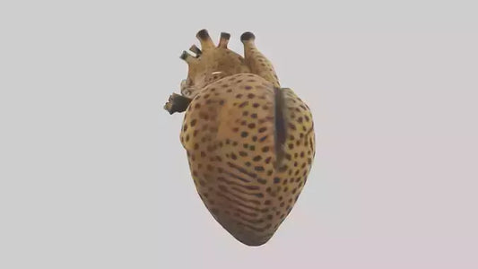 Cheetah Heart 3D model