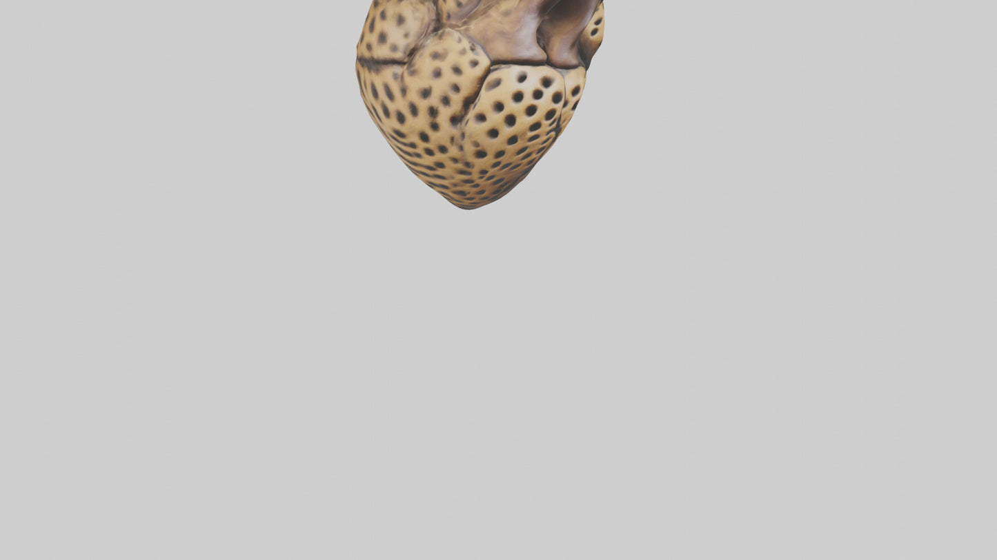 Cheetah Heart 3D model